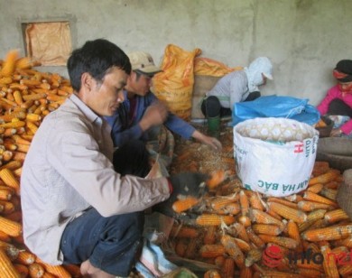 Mua ngô làm phân bón