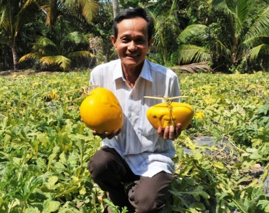 Nguyên nhân khiến trái cây độc, lạ trưng Tết khan hàng