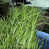 Rau muống ngâm hóa chất tới nhà hàng