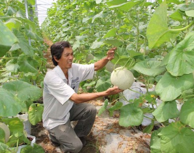 Đầu tư tiền tỷ làm giàu từ dưa lưới