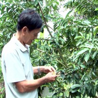 Hậu Giang: Trồng mãng cầu xiêm trên đất nhiễm phèn thu nhập 600 triệu