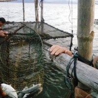 50 tấn cá chết bất thường, hàng trăm ngư dân trắng tay