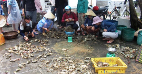 Tan tác tôm hùm đầm Cù Mông