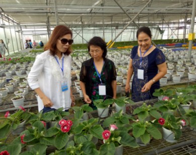 Lâm Đồng: Trồng 1 hecta hoa thu 2 tỷ đồng/năm