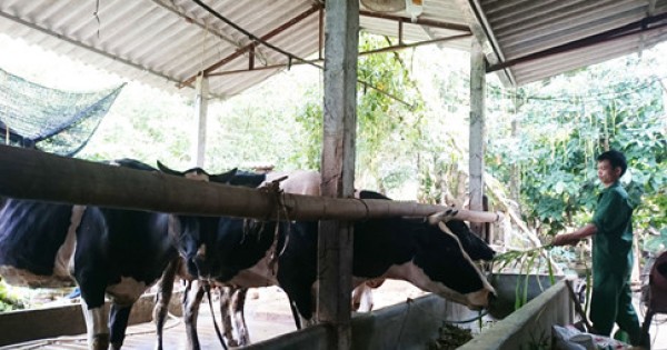 1 lít sữa = 1/2 lít nước lọc: Nhiều người nuôi bán bò