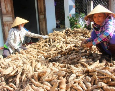 Bình Định: Củ mì rớt giá 800 đồng/kg, nông dân bỏ đất trống cỏ