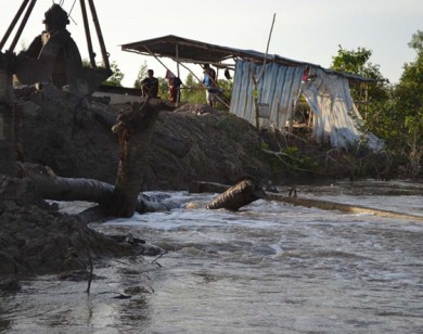 Cà mau: Hàng chục hecta lúa và hoa màu thiệt hại do nước mặn tấn công vì đê vỡ