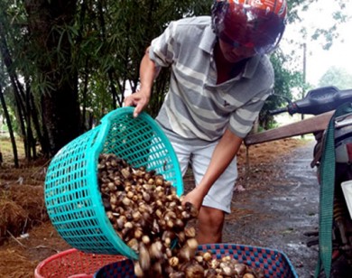 Hậu Giang: Chất nấm rơm giải quyết việc làm tăng thêm thu nhập