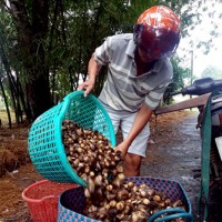 Hậu Giang: Chất nấm rơm giải quyết việc làm tăng thêm thu nhập