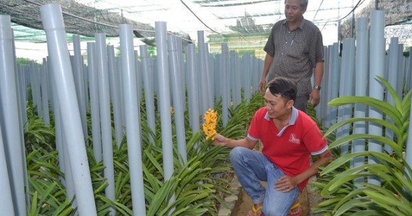 Lãi 2 triệu đồng/ngày nhờ trồng lan Mokara cắt cành