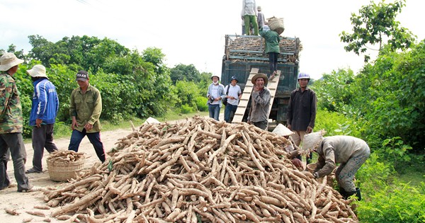 Nấu đường mạch nha từ sắn 'ế' cho thu nhập cao