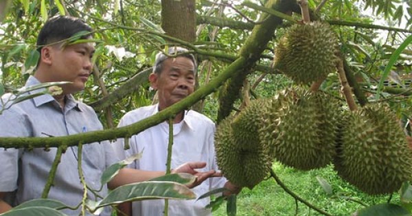 Trồng sầu riêng trên vùng ngập lũ thu về 400 triệu đồng