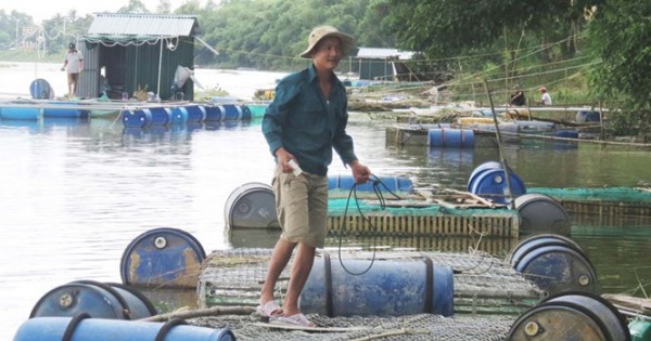 Lãi hơn 100 triệu đồng từ 2 lồng cá sạch trên sông