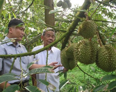 Trồng sầu riêng trên vùng ngập lũ thu về 400 triệu đồng