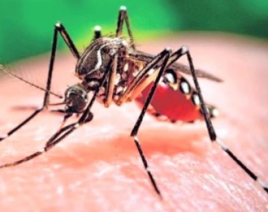 Virus Zika lan rộng 16 quận huyện Sài Gòn