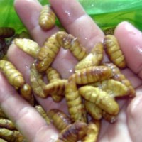 Hóa chất thương lái dùng 'phù phép' nhộng là chất cực độc, uống chết ngay