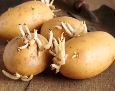 Ăn khoai tây mọc mầm có thể tử vong vì ngộ độc