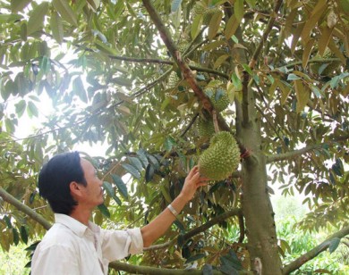 80.000 đồng/kg- Sầu riêng lên giá kỉ lục