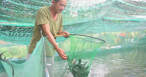 Quảng Nam: Nuôi cá lóc trên cát thu hàng trăm triệu đồng/năm