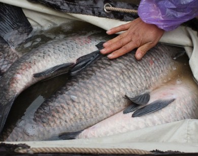 Bốn đại gia tranh nhau mua con cá trắm đen 10kg ăn Tết