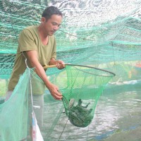 Quảng Nam: Nuôi cá lóc trên cát thu hàng trăm triệu đồng/năm