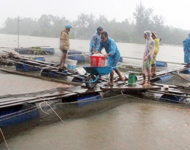 Quảng Nam: Nhận thông báo xả lũ trễ hàng chục bè cá bị cuốn trôi