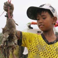 Theo chân lũ trẻ đi săn 'nai đồng' khi mùa gặt về