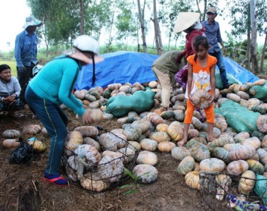 Khánh Hòa: Bí đỏ, khoai mì rớt giá