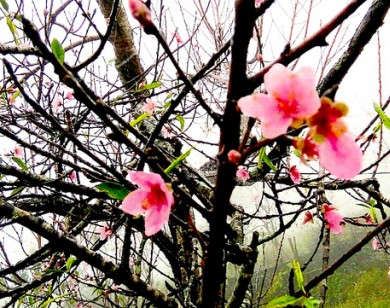 Nghệ An: Hoa đào bung nở tuyệt đẹp mang Tết Đinh Dậu đến sớm