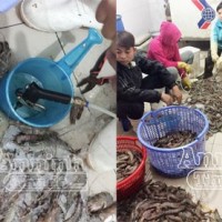 'Phù phép' tôm sú chết… thành tôm tươi, đắt đỏ