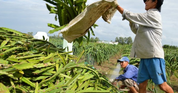 Nông dân lại phải đổ bỏ thanh long