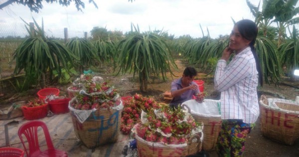 Thanh long ruột đỏ hút hàng