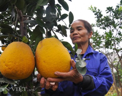 Vườn bưởi vạn quả chín vàng óng giữa Thủ đô "cháy hàng" trước Tết