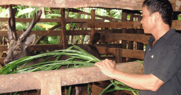 'Lên đời' cho sản phẩm nhung nai