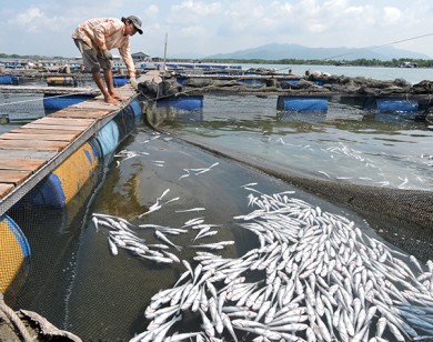 11 DN xả thải gây cá chết phải bồi thường hơn 13,2 tỷ đồng