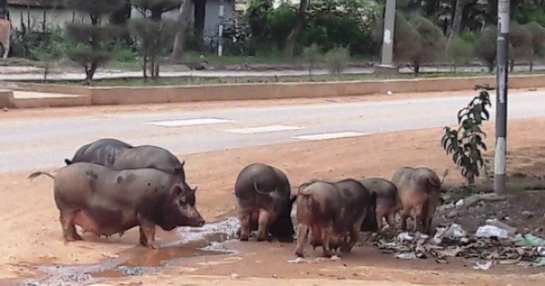 "Hô biến” heo nái già thành heo rừng bằng... thuốc nhuộm