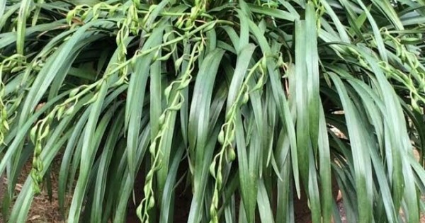 'Giấc mộng vua Trần': 200 triệu mua địa lan huyền thoại chơi Tết