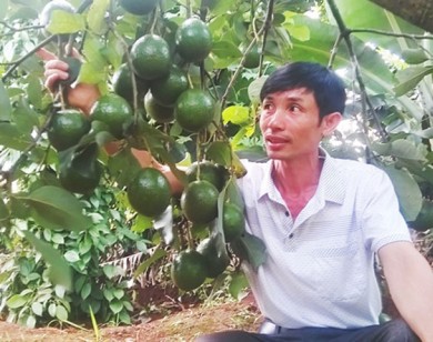 Bơ Booth xen canh thu nhập cao