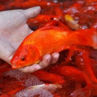 Lưu ý cách chọn cá chép cúng ông Công ông Táo