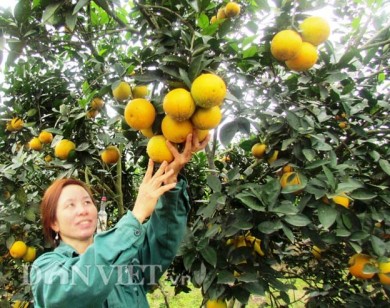 Cận Tết cam tăng giá, nông dân mừng rơn