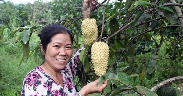 Dân miền Tây lùng sục tìm mua trái 'cầu vàng'