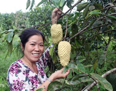 Dân miền Tây lùng sục tìm mua trái 'cầu vàng'