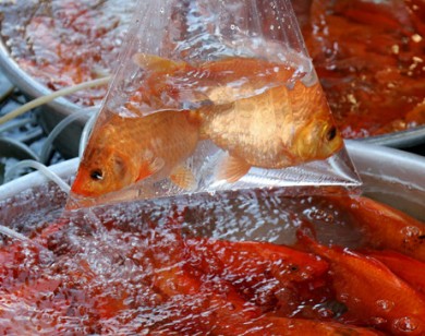 Tiễn ông Táo về trời: Cá chép 100 ngàn/bịch bán đắt như tôm tươi tại Sài Gòn