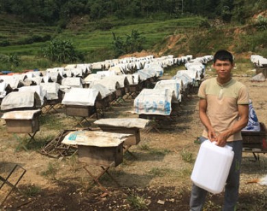 Đời di cư theo cánh ong lấy mật