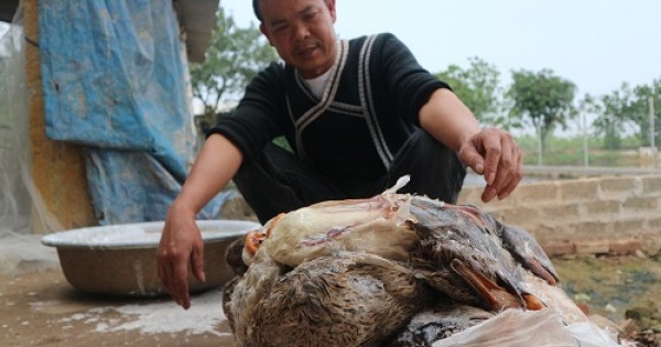 Thêm gần 600 con vịt chết nghi ăn ngô có độc?