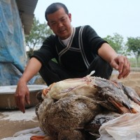 Thêm gần 600 con vịt chết nghi ăn ngô có độc?