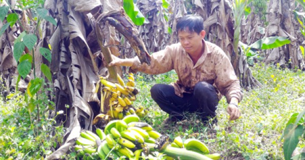 Trái chuối cho gia súc ăn và chuyện thương lái Trung Quốc