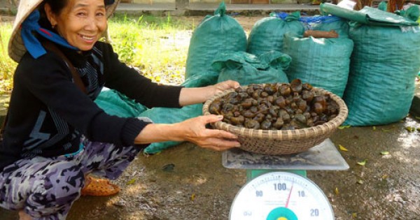 Bắt ốc bươu vàng - làm chơi, ăn thật