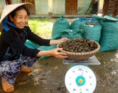 Bắt ốc bươu vàng - làm chơi, ăn thật
