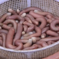 Sá sùng giá rẻ bất ngờ, người dùng lo hàng kém chất lượng Trung Quốc